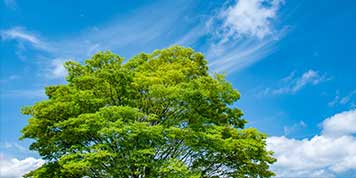 サステナビリティ